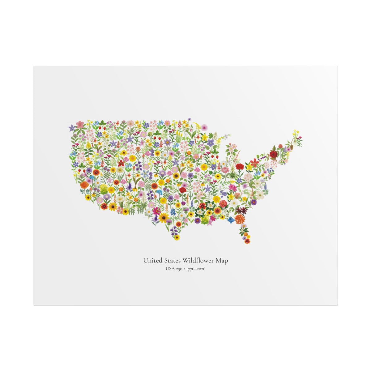 USA Wildflower Map – 250th Anniversary Edition